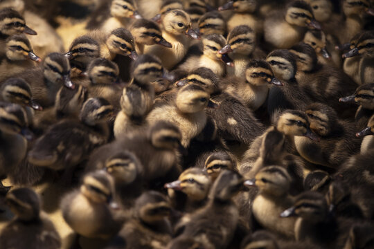 农家孵化的一群野雏鸭小鸭