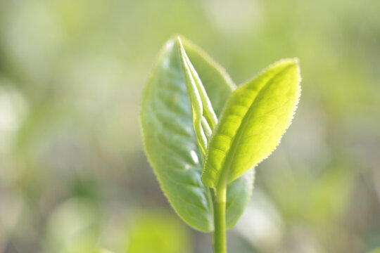 春季茶叶新芽