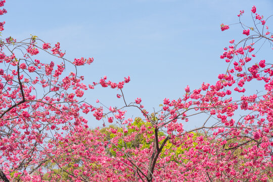 昆明樱花园