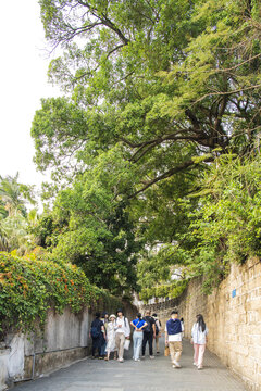 鼓浪屿晃岩路石砖路与大树