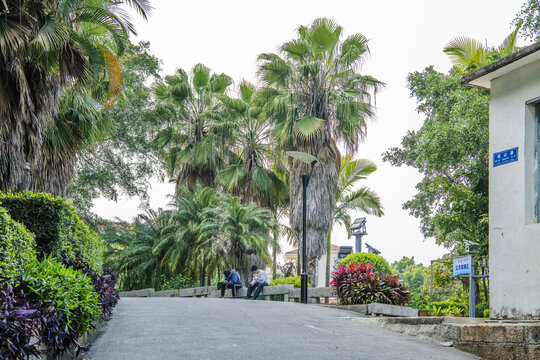 鼓浪屿鸡山路上坡路与树木