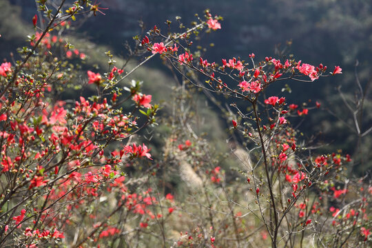 野杜鹃映山红