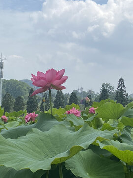 莲花