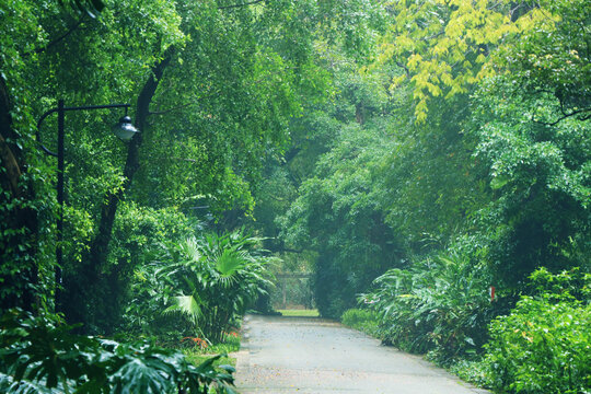 树林小路