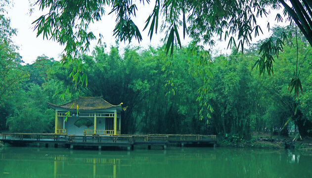 竹林湖泊美景