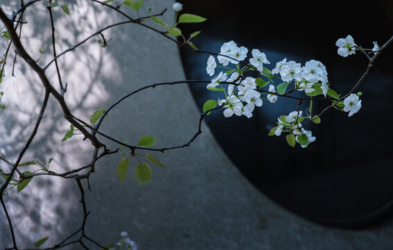 梨花又开放