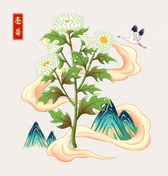 野菊花插画手绘