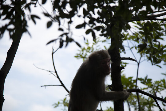 张家界国家森林公园猴子