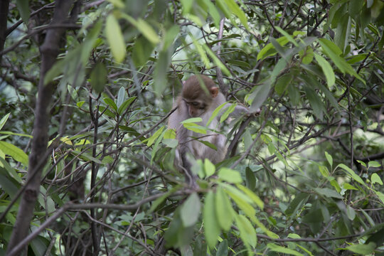 张家界国家森林公园猴子