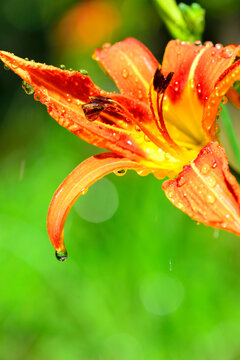 花瓣上的雨滴