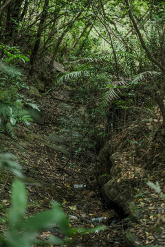 深圳马峦山郊野公园塑料垃圾