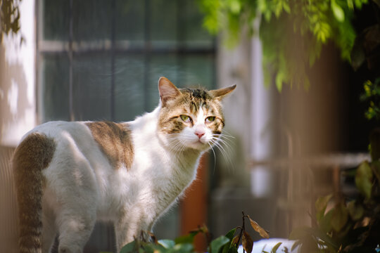 夏日暖猫