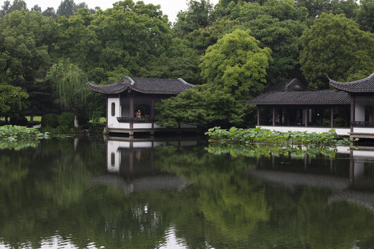 杭州西湖十景曲院风荷荷花