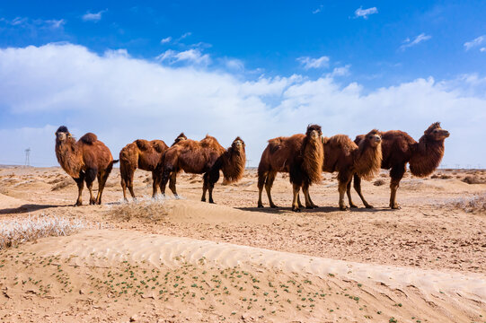 初春西北荒漠骆驼