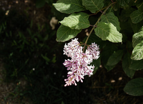 红丁香花枝