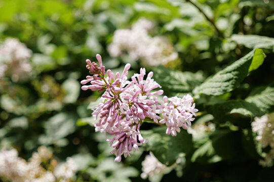 红丁香花枝