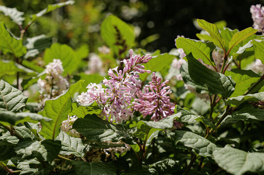 红丁香花枝