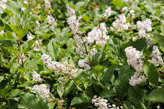 红丁香花枝