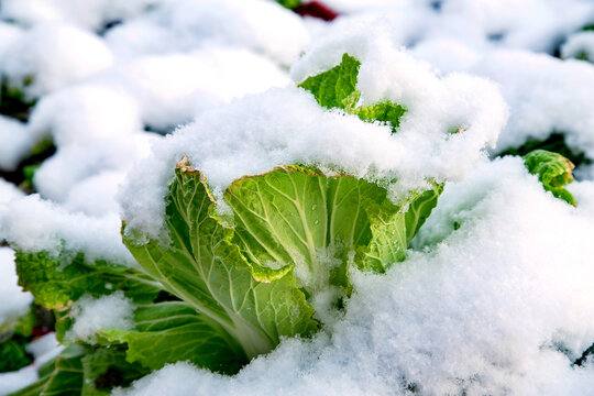 遇雪重生大白菜