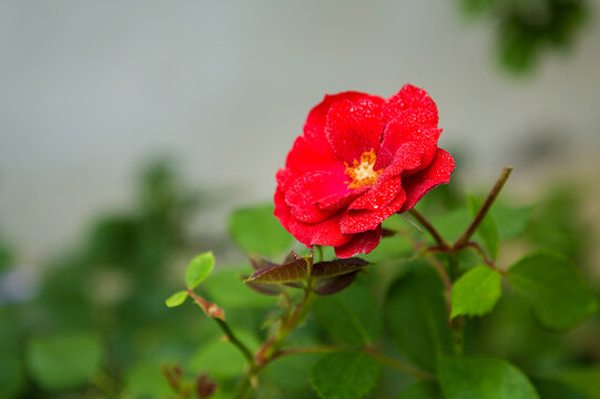 雨露沾湿月季花