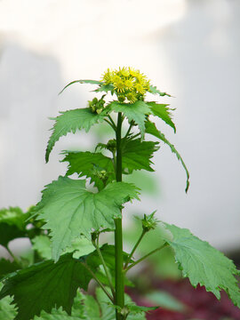 药用植物蒲儿根