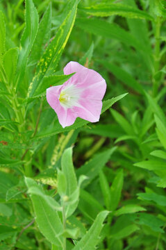 牵牛花