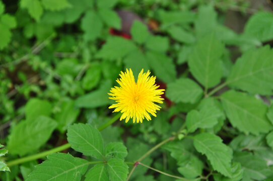 野黄花