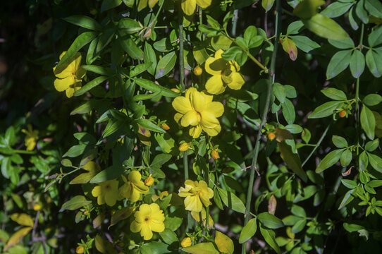 野迎春花草