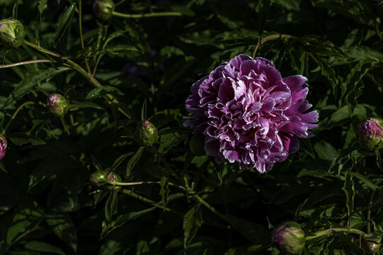 六月里盛开的芍药花