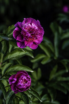 六月里盛开的芍药花