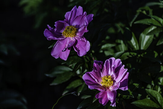 六月里盛开的芍药花