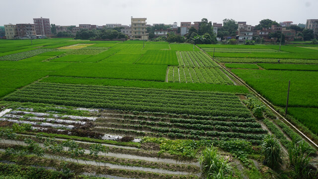 农村风光