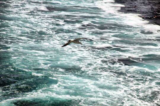 大海上飞翔的海鸥