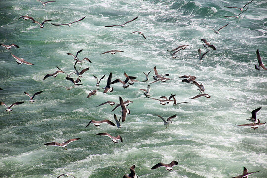 海鸥海燕海浪