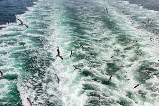 海鸥海燕海浪