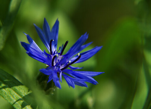 蓝花矢车菊