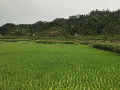 稻田与青山