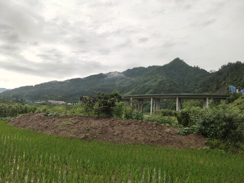 稻田与青山