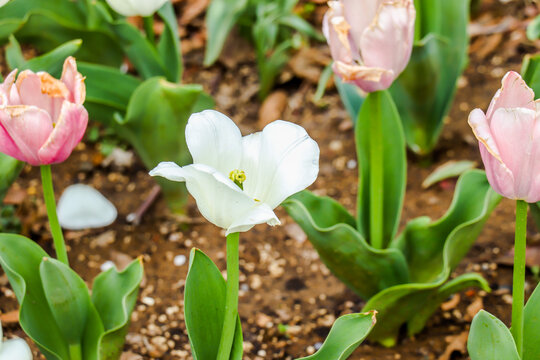 郁金花