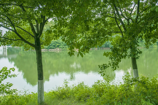 绿树和水面