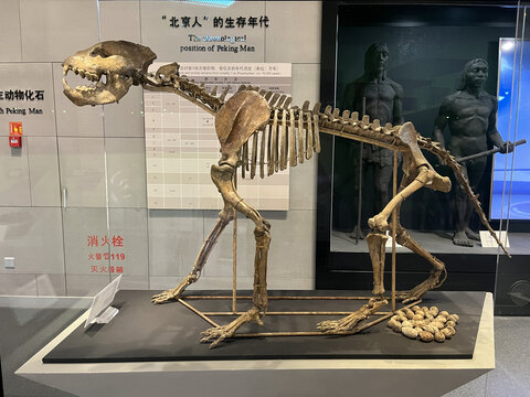 中国鬣狗骨架
