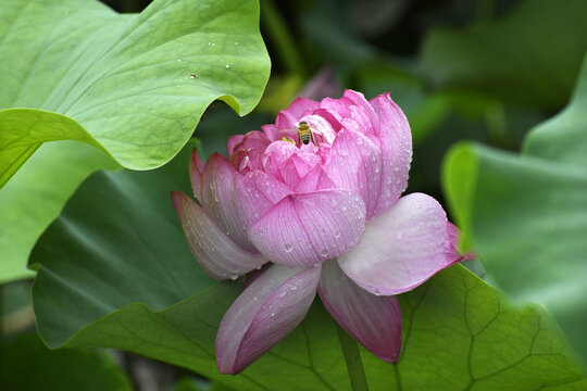 山东枣庄公园挂满雨珠的红荷花