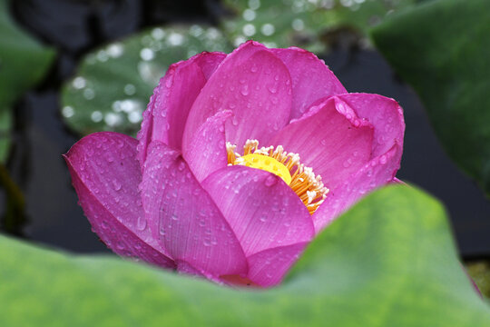 山东枣庄公园挂满雨珠的红荷花