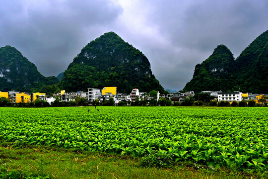 广西旧州风景