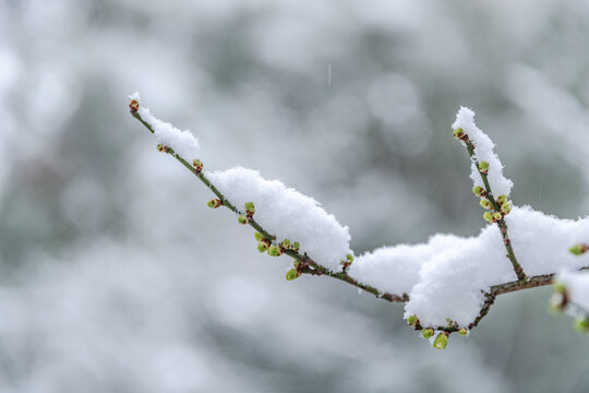 雪天腊梅枝条花蕾嫩芽雪景