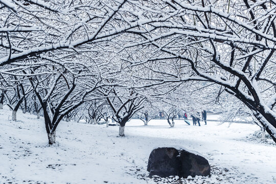 义乌香雪园冬季雪景风光