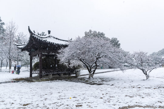 义乌香雪园冬季雪景风光