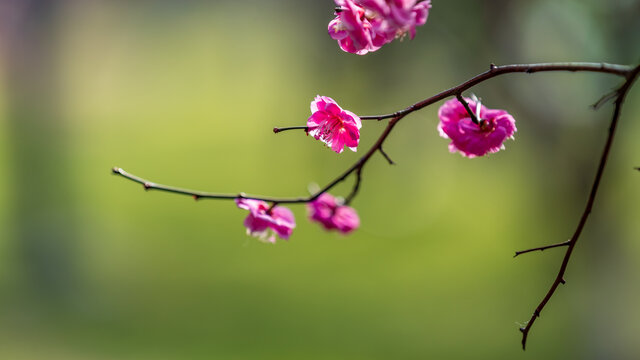 枝头唯美梅花宽画幅风光