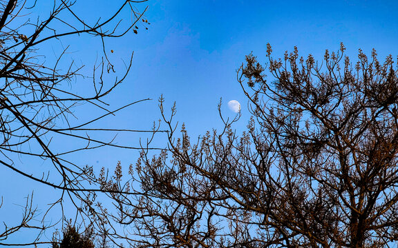 黄昏天空枯树