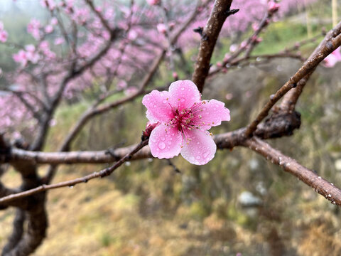 雨中盛开的粉色桃花